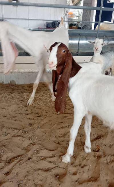 gulabi kamori female and teddy male