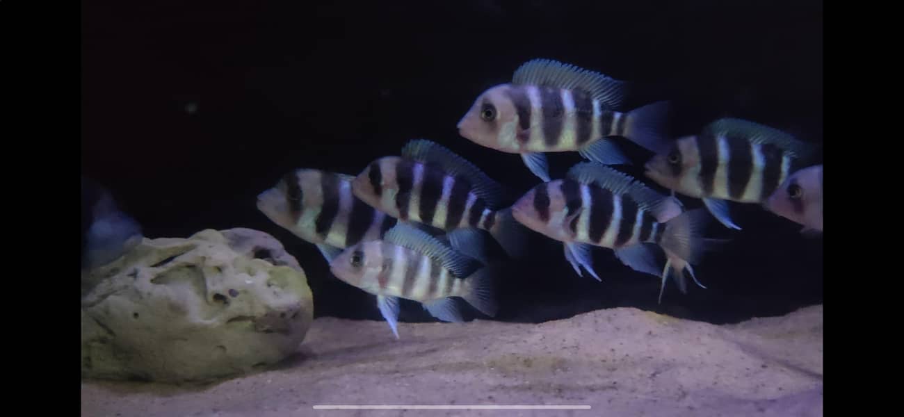 frontosa cichlid 0