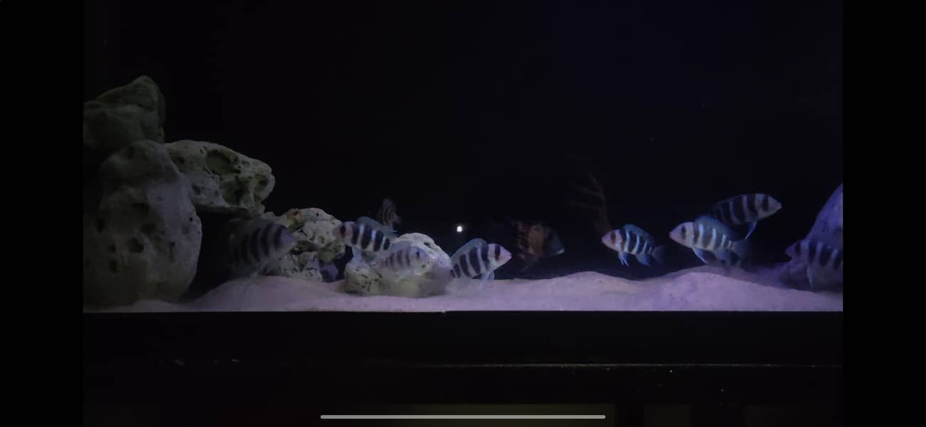 frontosa cichlid 1