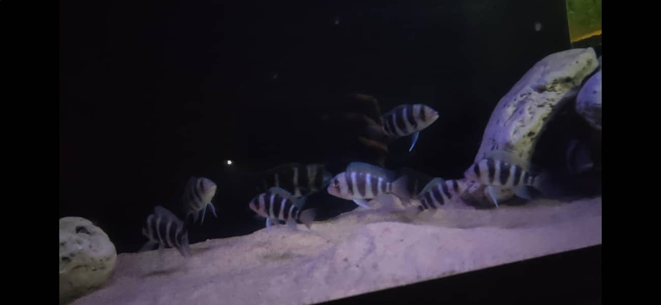 frontosa cichlid 2