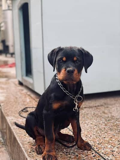 Rottweiler male pup available