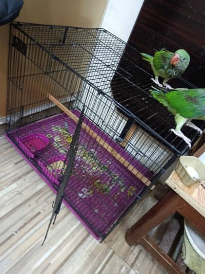 raw pair parrot with pinjra