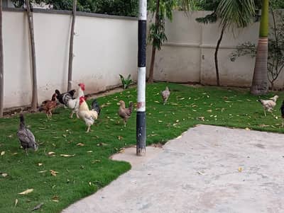 Hens and Cocks (Murghian aur Murghay) for sal