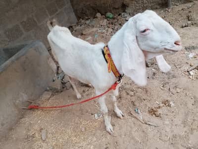 rajan pori bakri hay or bachi
