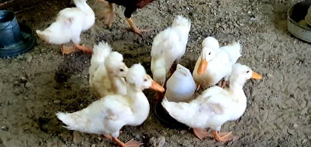 Crested duck chicks