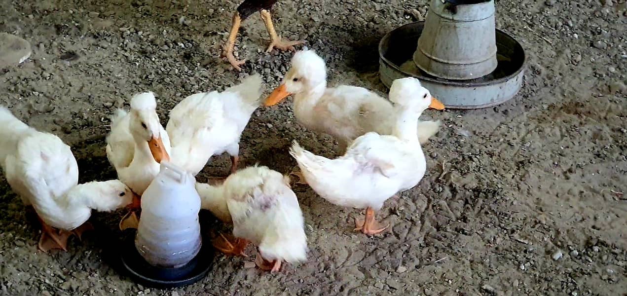 Crested duck chicks 1