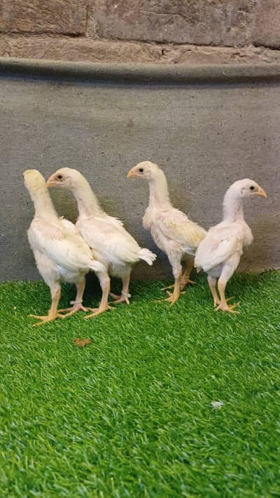 shamoo chicks/ white shamo chicks/ white heera chicks / aseel shamo