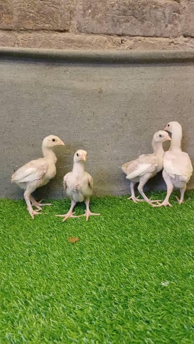 aseel chicks/ white heera chicks/ white aseel chicks / heera chicks