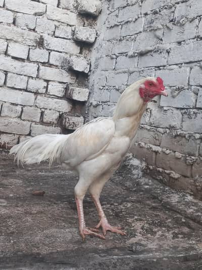 heera white murga patha for sale