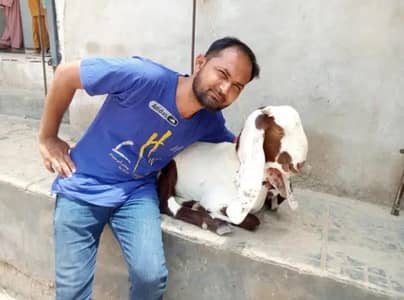 gulabi or kamori ka cross 03452110079