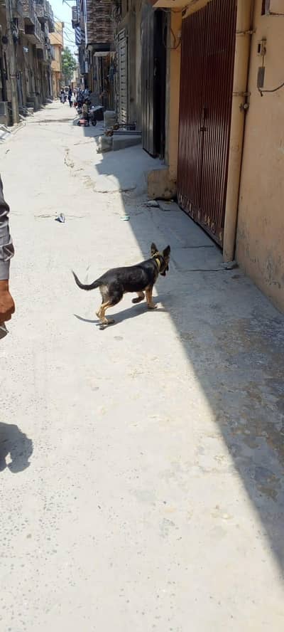 female dog for sell
