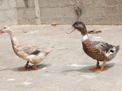 3 duck 6 hen
