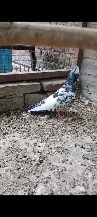 Teddy kabutar for sale and orther female for sale