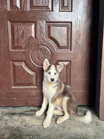 proper wooly coat blue eyes black and white color