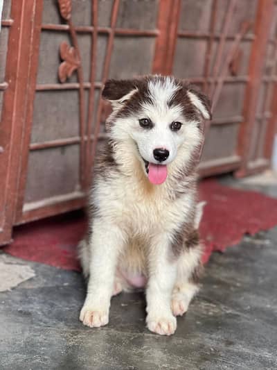 proper wooly coat blue eyes black and white color