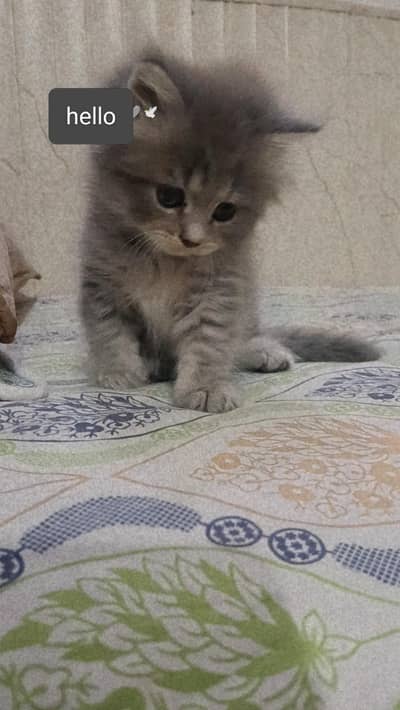 semi punch persian kitten