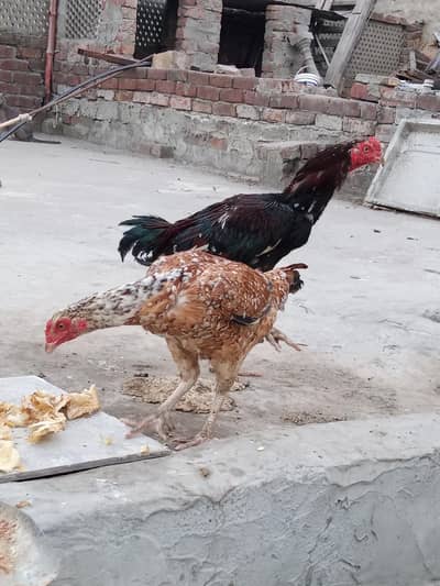 1 sawa murgha . jori miyanwali