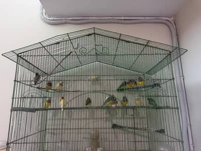 gouldian finch
