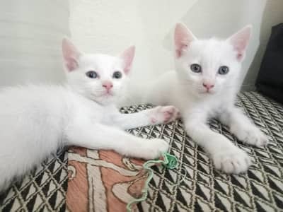 Beautiful White Persian Mix Kittens for Sale 