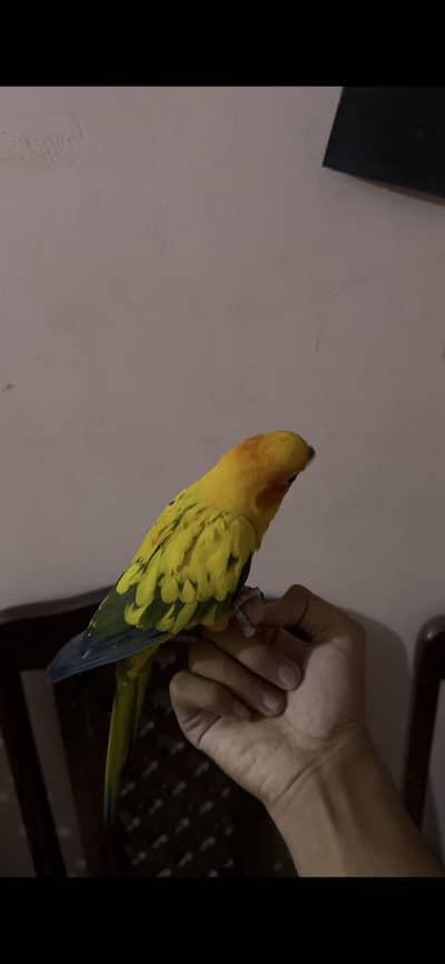 Sun conure hand tame parrot