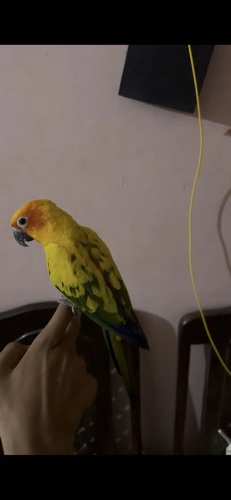 Sun conure hand tame parrot — photo 2