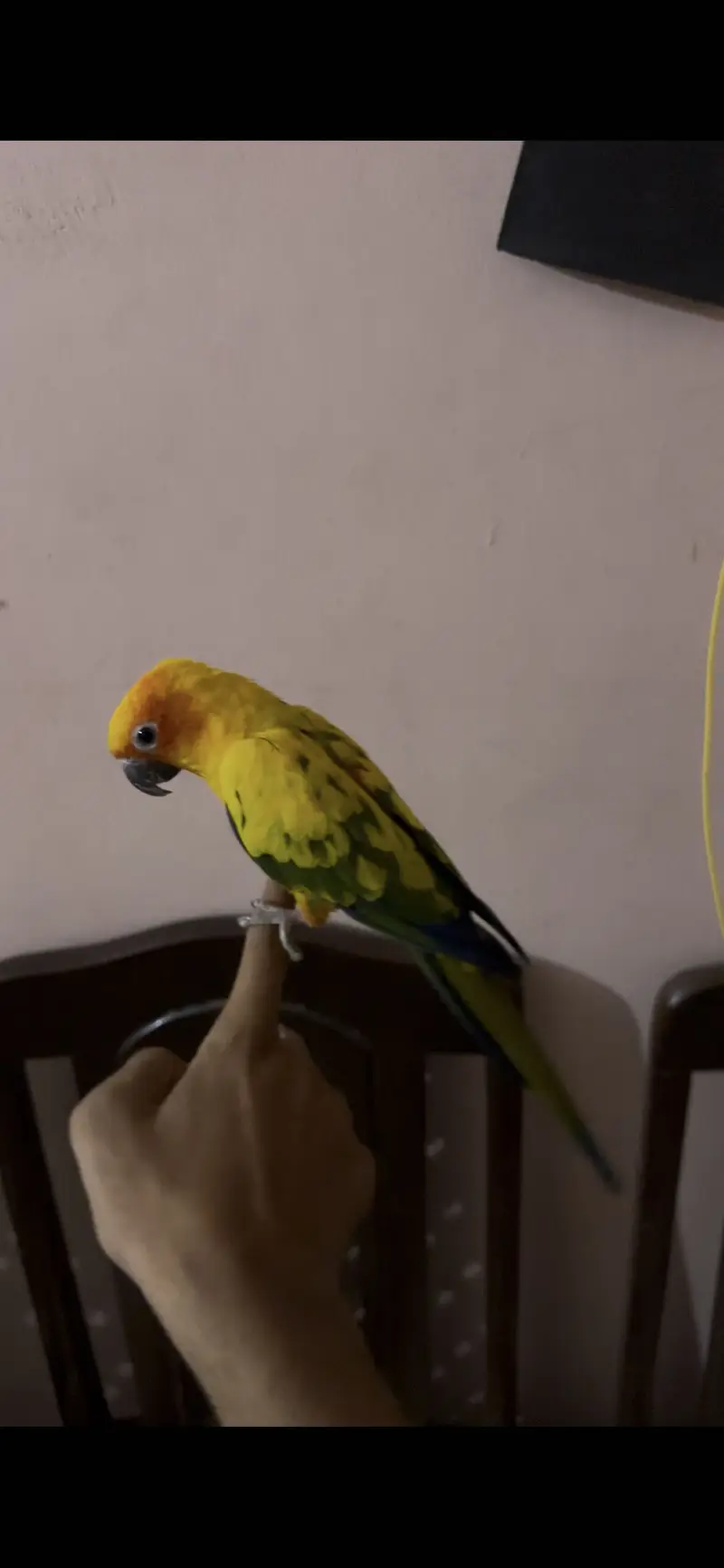 Sun conure hand tame parrot — photo 3