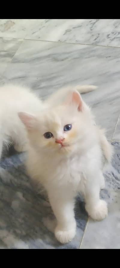 Turkish Angora white kittens