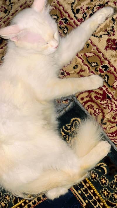 WHITE PERSIAN MALE FOR SALE PRICE::10000