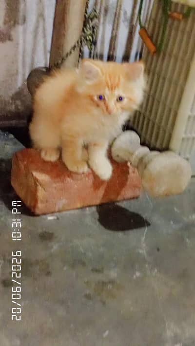 5 kitten ha