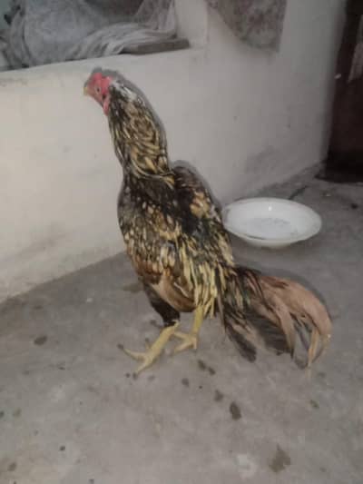 hogormo male 3000
