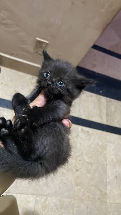 Russian cat