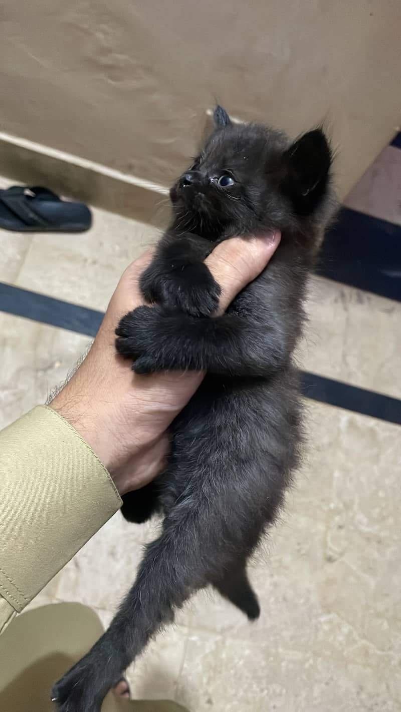 Russian cat 1