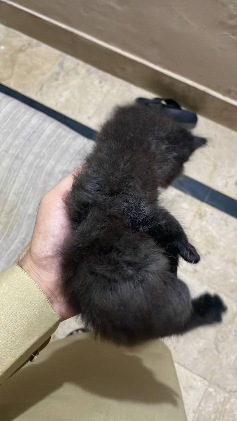 Russian cat 2
