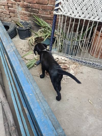 Female Puppy Urgent sale