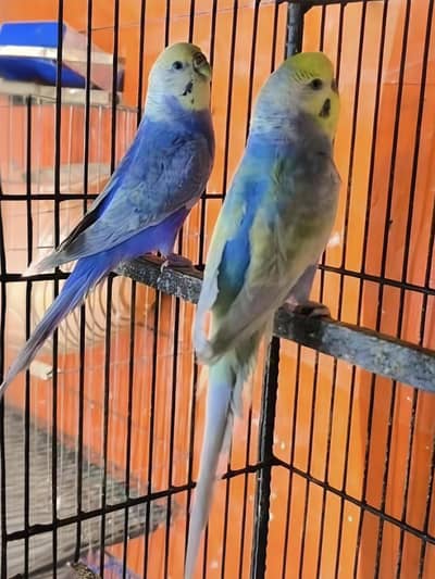 Rainbow Budgie