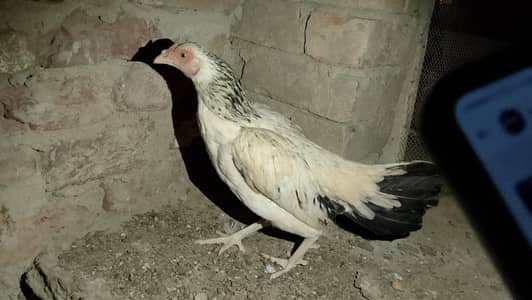 Aseel murgi