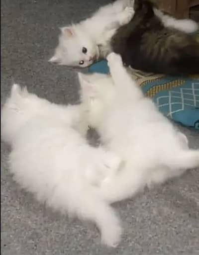 Kittens for sale