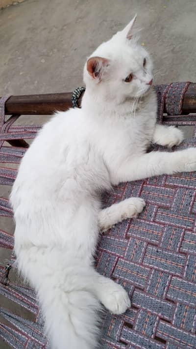 persian cat for sale!