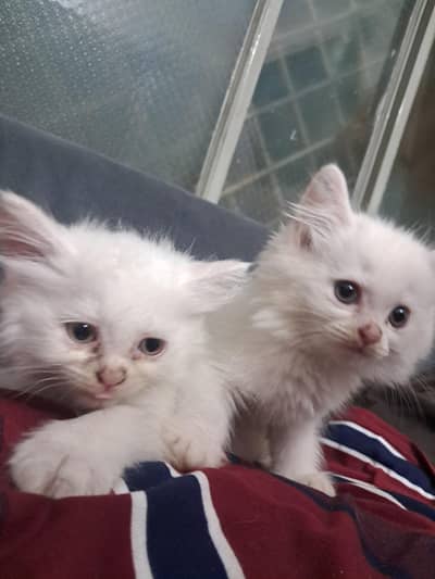 3 kittens tripple coated
