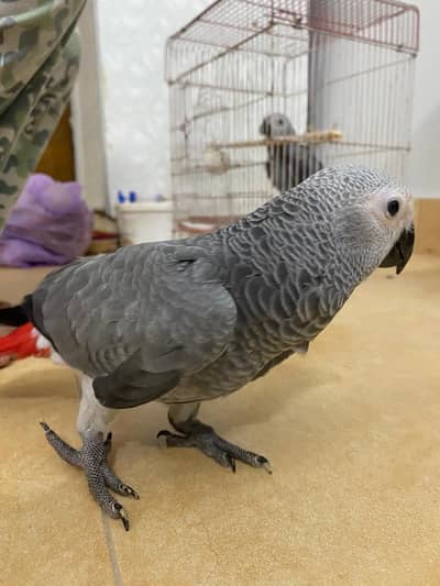 Grey parrot
