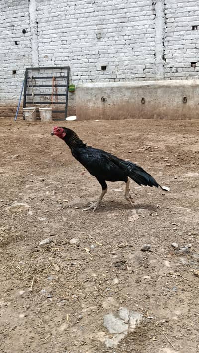 Aseel Mianwali