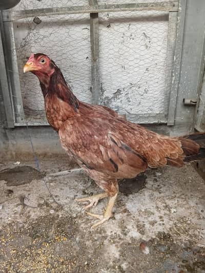 aseel hen brown lakhi
