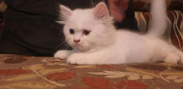 Persian 2 month old Triple coated