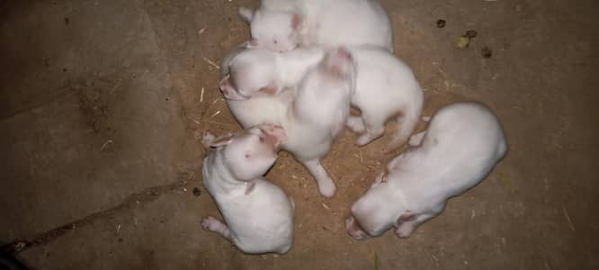 new baby Russian dogs puppies cute