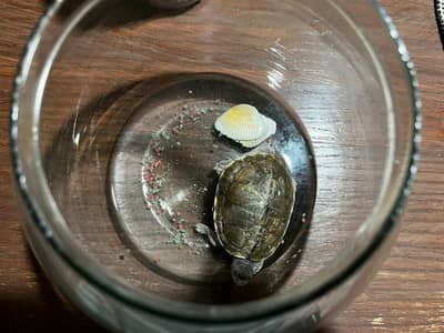 Turtle