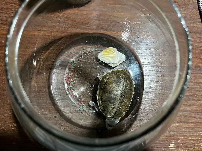 Turtle 0