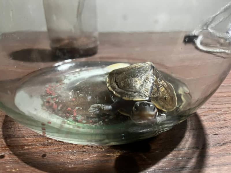 Turtle 1