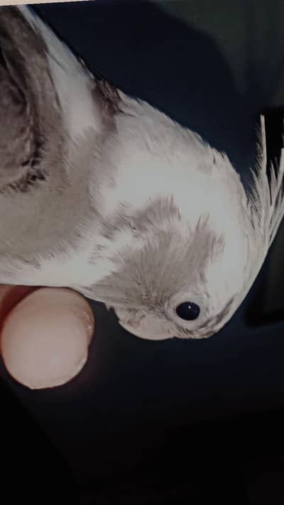 Hand tame cocktail