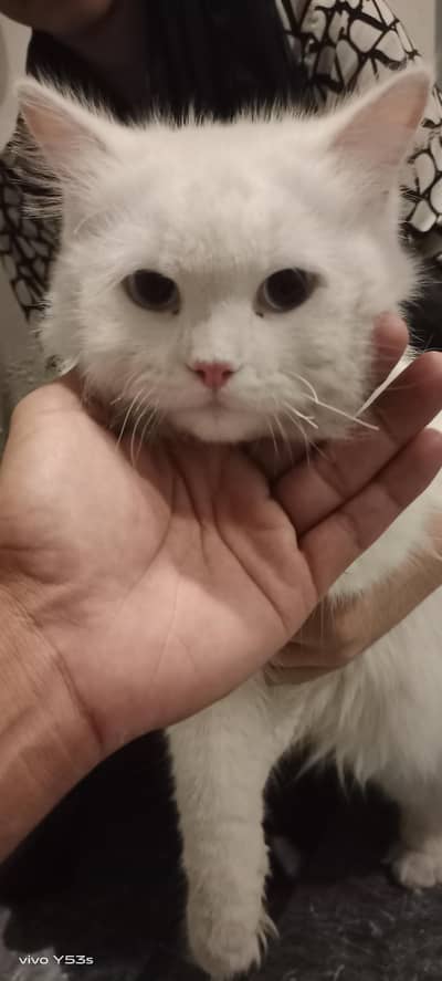 Persian cat