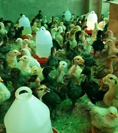Golden Misri chozy fully Vaccination